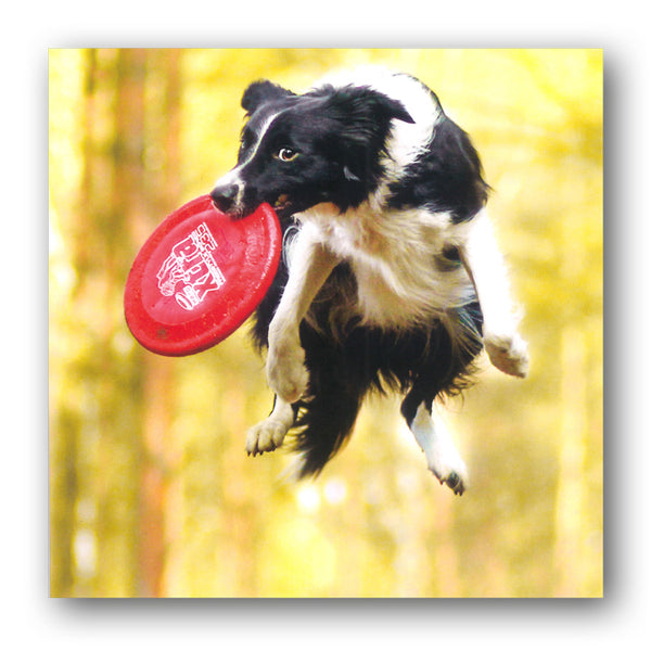 Funny Sheepdog Border Collie Birthday Greetings Card from Dormouse Cards