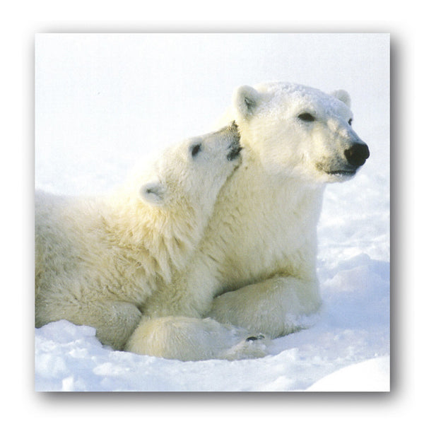 Christmas Card - Polar Bears from Dormouse Cards