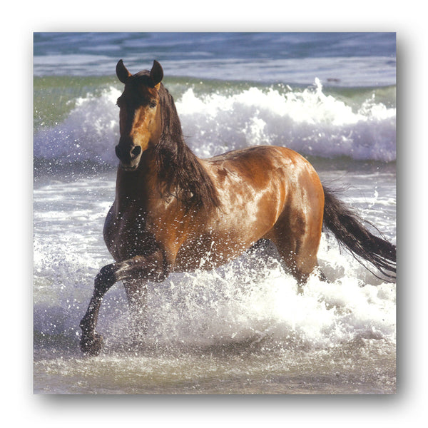 Andalusian Horse Birthday Greetings Card buy online from Dormouse Cards