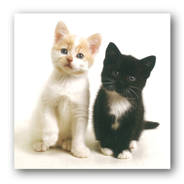 Kittens Birthday Greetings Card buy online from Dormouse Cards