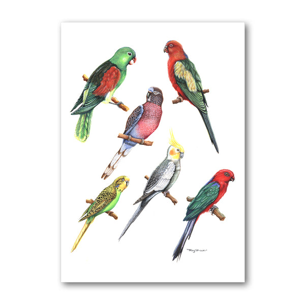 Pack of 5 Exotic Birds Notelets from Dormouse Cards