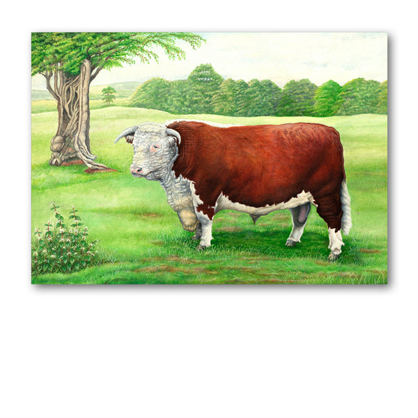 Hereford Bull Greetings Card from Dormouse Cards