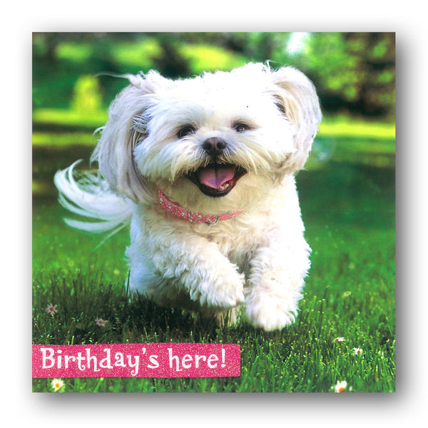 Funny Dog Birthday Card by Avanti from Dormouse Cards