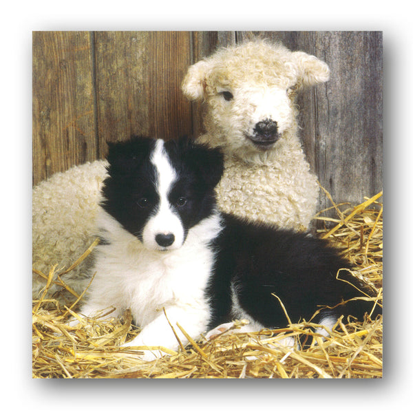 Border Collie Puppy and Lamb Greetings Card from Dormouse Cards