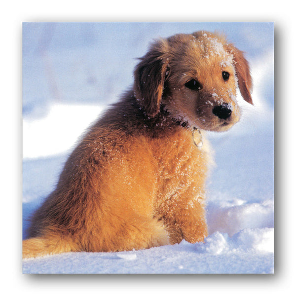 Pack of 16 Puppies in Snow Christmas Cards from Dormouse Cards
