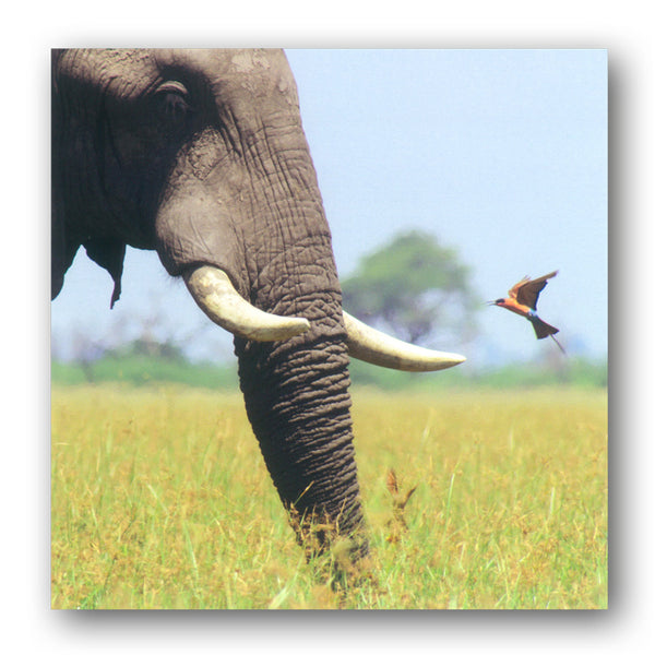 BBC earth Planet Eart II African Bull Elephant Greetings Card from Dormouse Cards