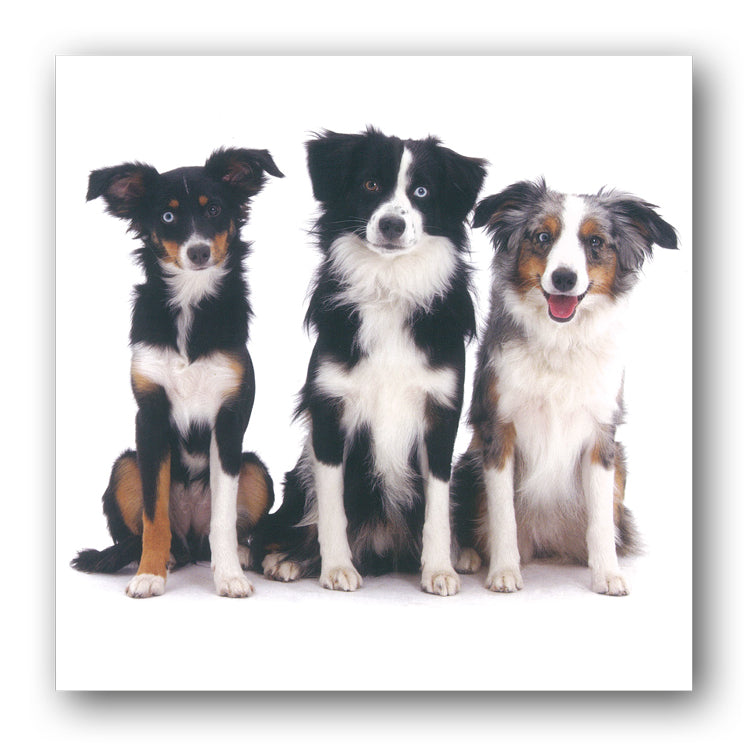 Miniature Australian Shepherd Dog Birthday Greetings Card from Dormouse Cards