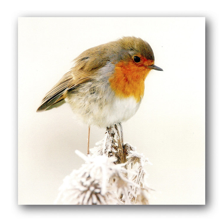 British Birds Christmas Card - Robin from Dormouse Cards