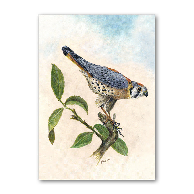 Peregrine Falcon Birthday Card from Dormouse Cards