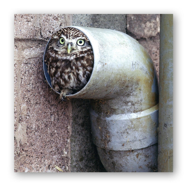 Little Owl Greetings Card from Dormouse Cards