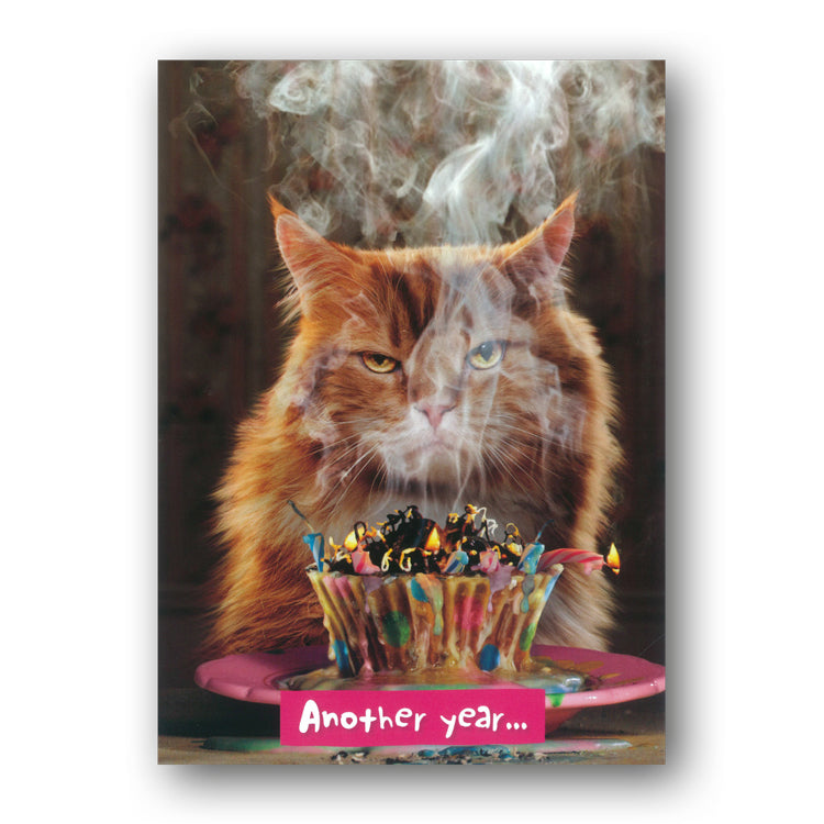 Funny Cat Birthday Card by Avanti from Dormouse Cards