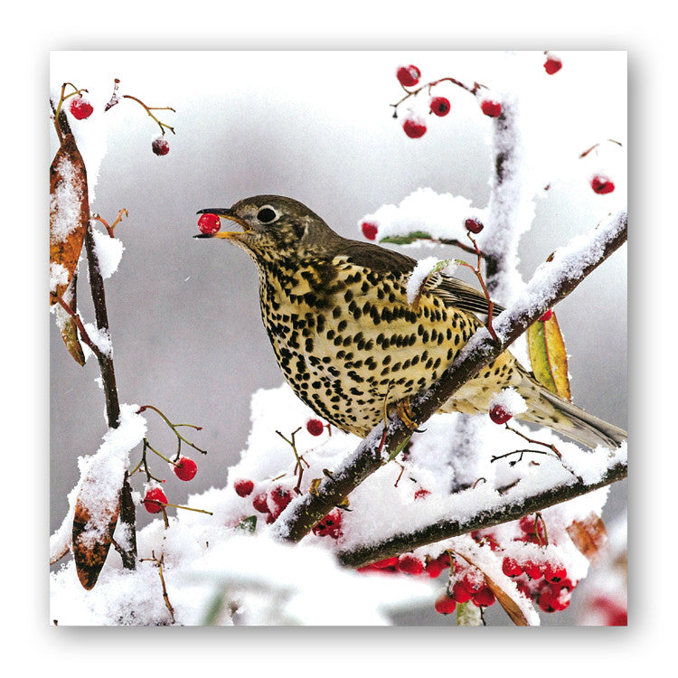 Mistle Thrush Christmas Card from Dormouse Cards