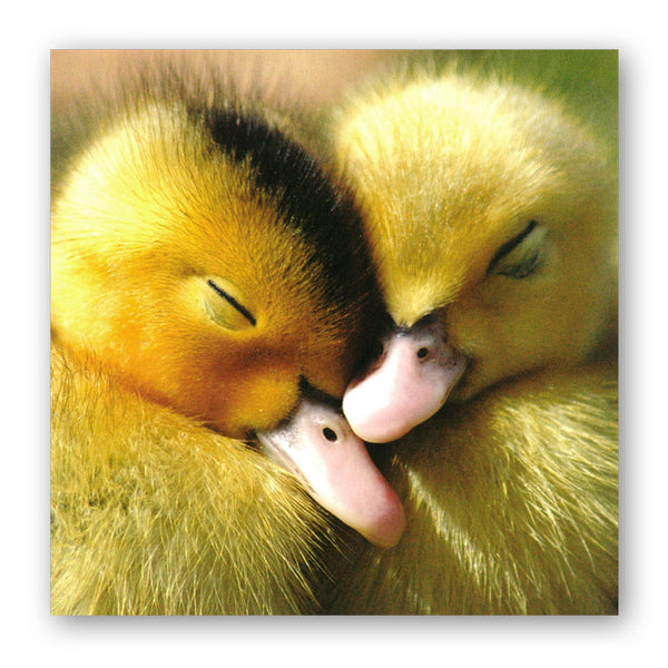 Muscovy Ducklings Greetings Card from Dormouse Cards