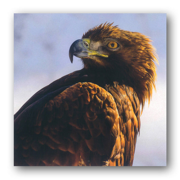 BBC earth Planet Earth II Golden Eagle French Alps Greetings Birthday Card from Dormouse Cards