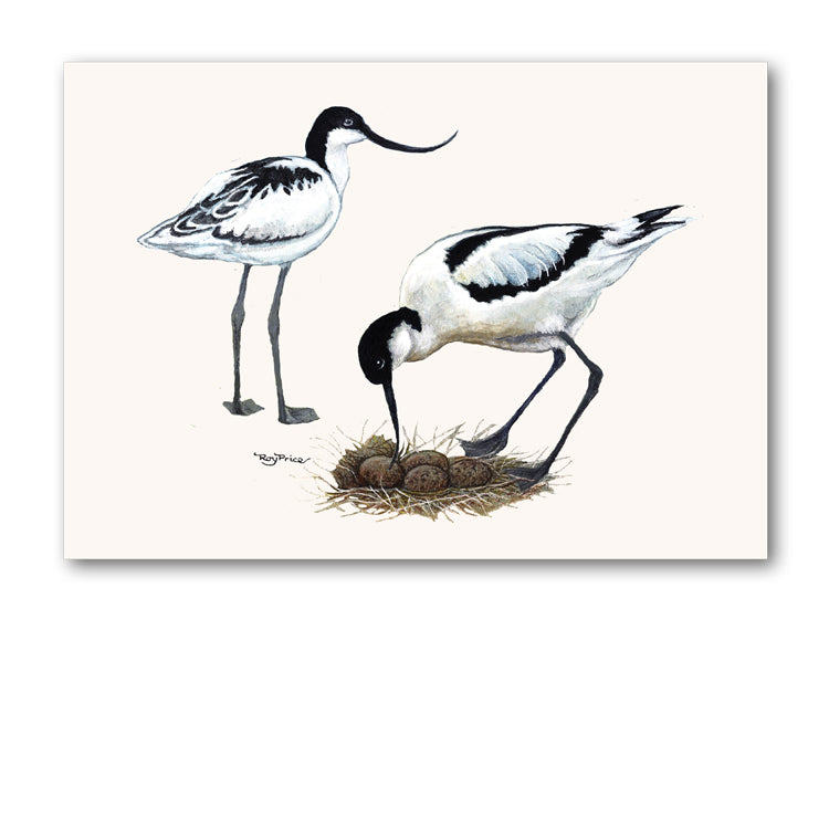 Avocet Greetings Card from Dormouse Cards