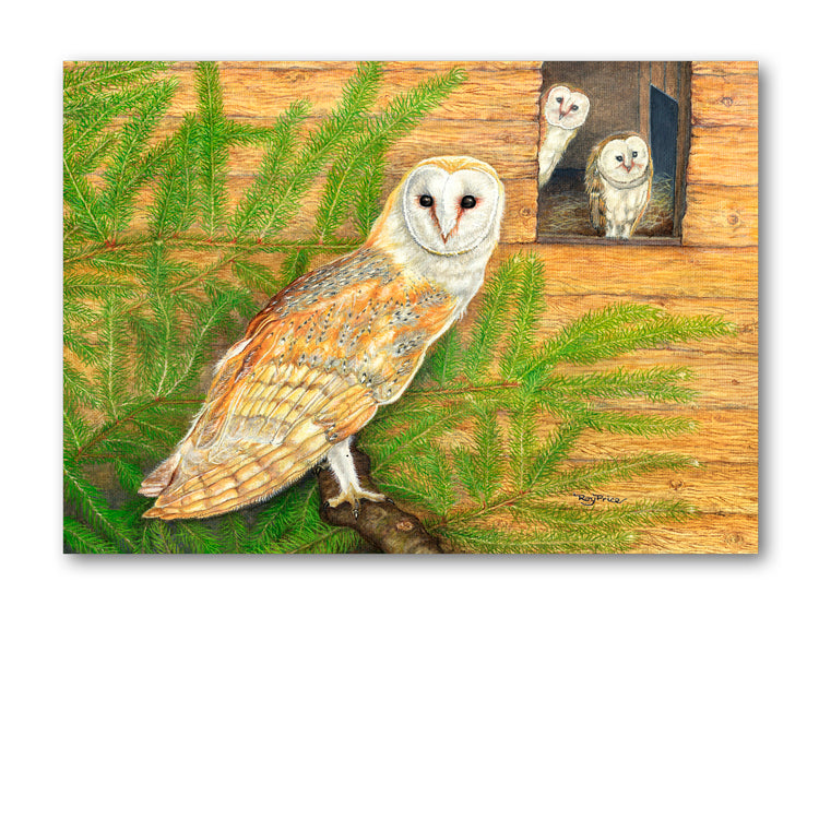 Pack of 10 Barn Owl Gift Tags from Dormouse Cards