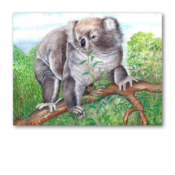 Pack of 5 A6 Koala Bear Notelets from Dormouse Cards
