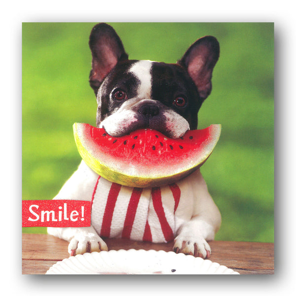 Funny Dog Eating Watermelon Birthday Card by Avanti from Dormouse Cards