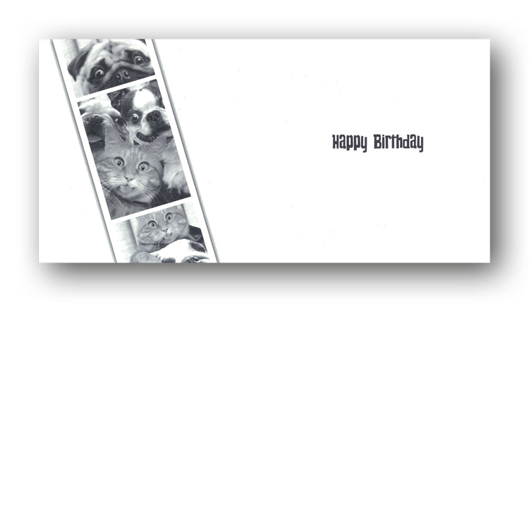 Funny Cat & Dogs Selfie Birthday Card by Avanti from Dormouse Cards