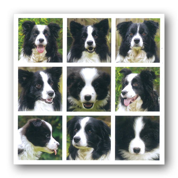 Border Collie Sheepdog Dog Birthday Greetings Card from Dormouse Cards