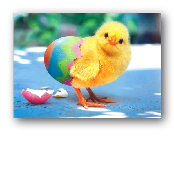 Cute Funny Chick Easter Card by Avanti from Dormouse Cards