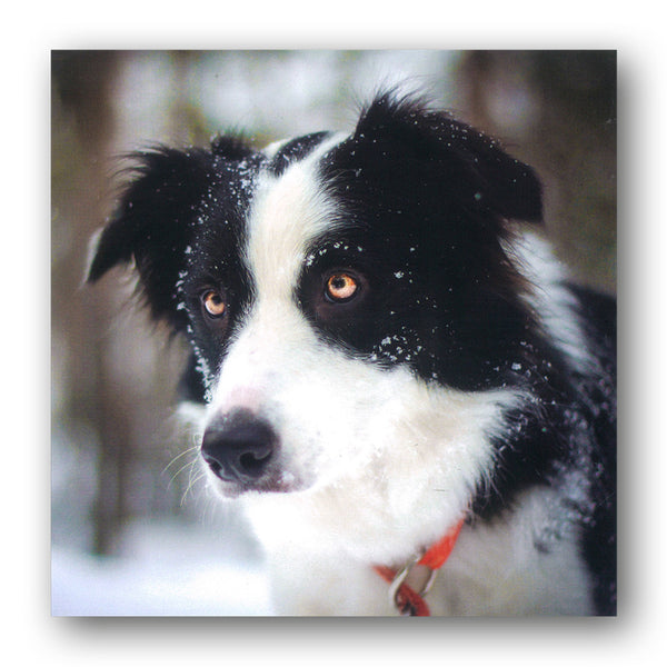 Lava the Border Collie Birthday Greetings Card from Dormouse Cards