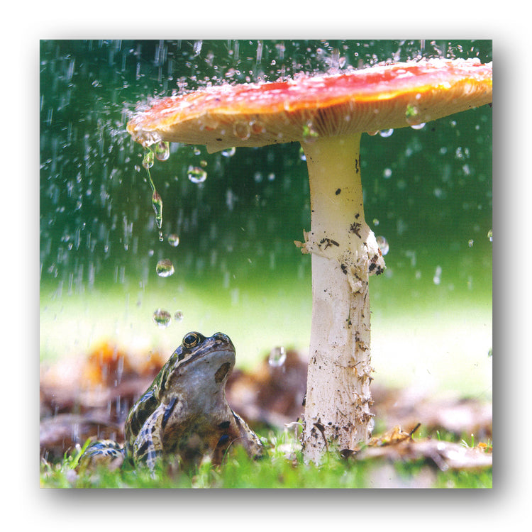 Toad & Toadstool Greetings Card from Dormouse Cards