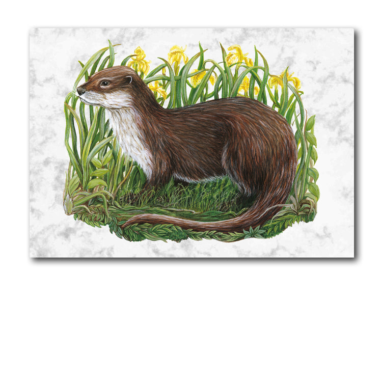 Otter Marble Postcards from Dormouse Cards