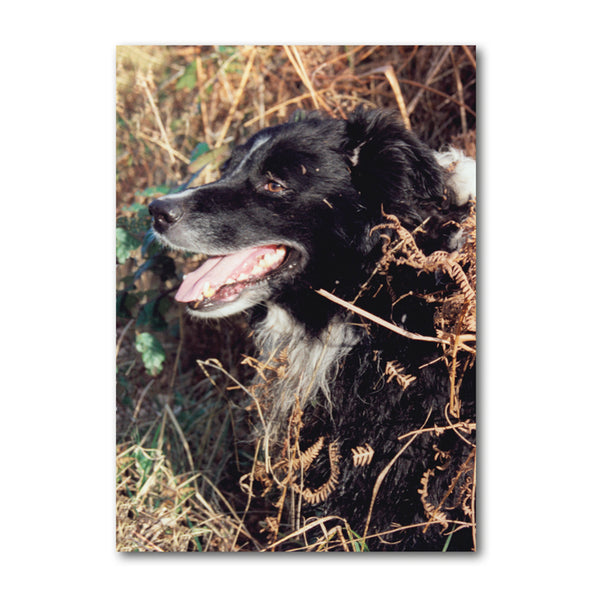 Sheepdog Border Collie Postcards from Dormouse Cards