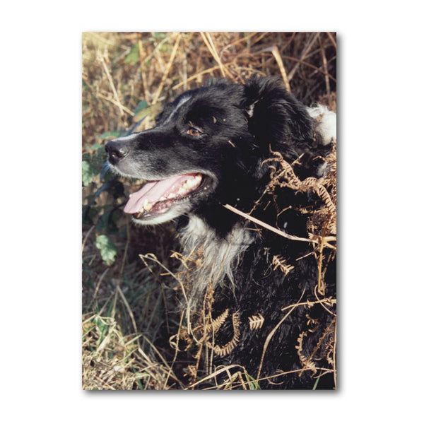 Border Collie Sheepdog Mother's Day Card from Dormouse Cards