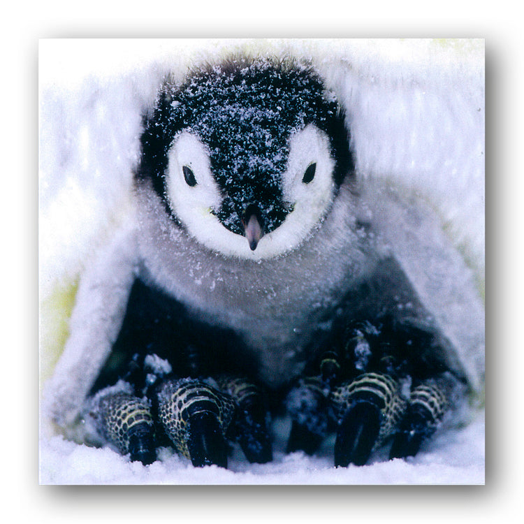 Emperor Penguin Chick Christmas Card from Dormouse Cards