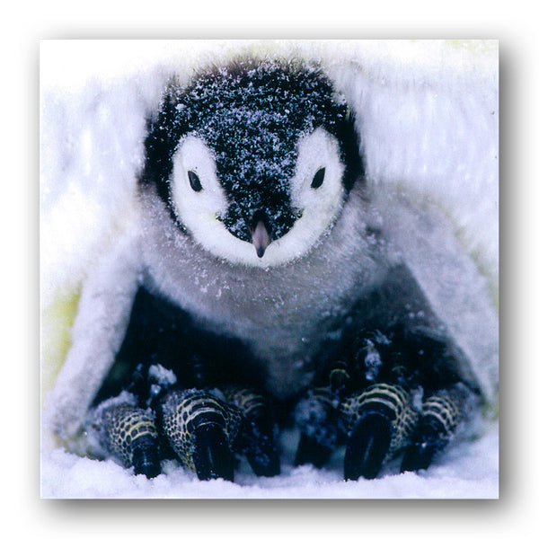 Emperor Penguin Chick Christmas Card from Dormouse Cards