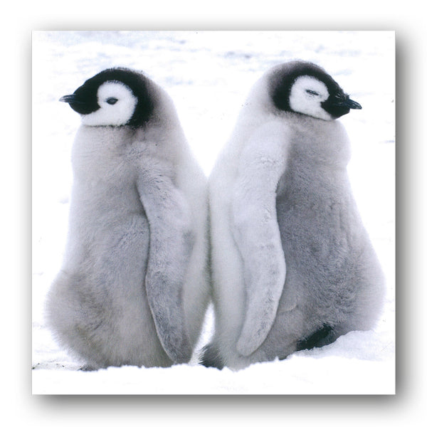 Two Emperor Penguin Chicks Christmas Card from Dormouse Cards