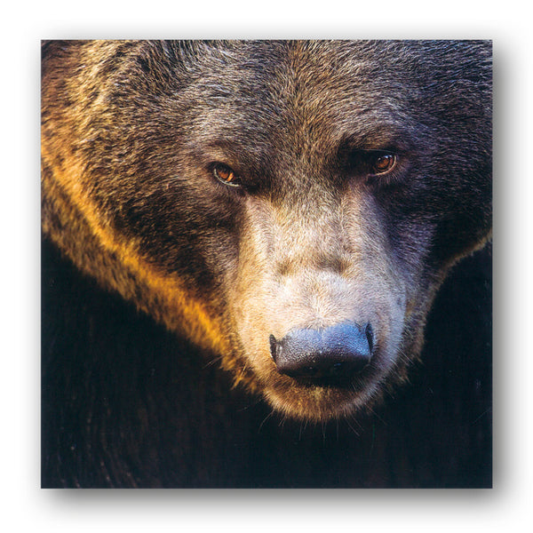 Eurasian Brown Bear Greetings Card from Dormoue Cards