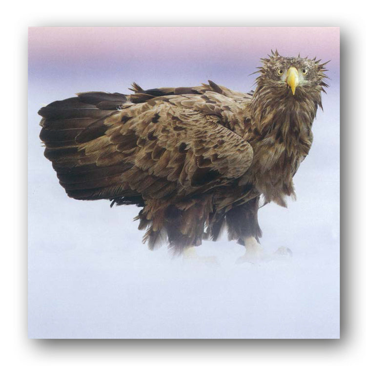 White-tailed Sea Eagle Greetings Card from Dormouse Cards