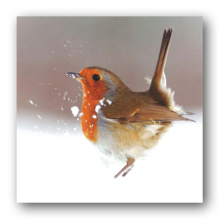 Robin Christmas Card from Dormouse Cards