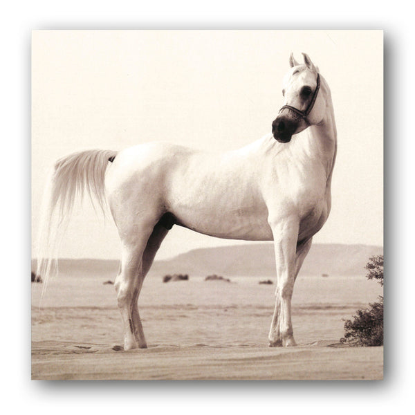 Arabian Horse Birthday Greetings Card from Dormouse Cards