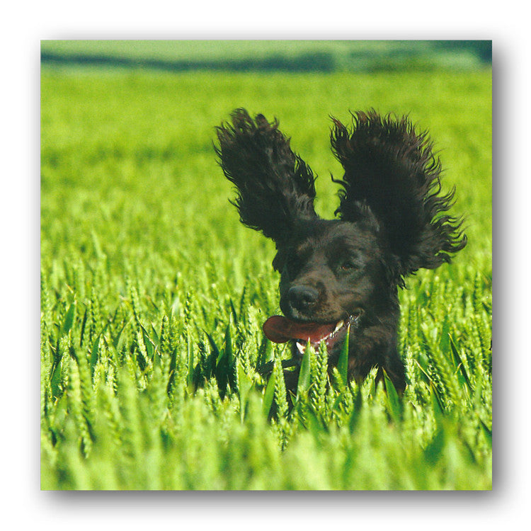 Funny Cocker Spaniel Birthday Greetings Card from Dormouse Cards