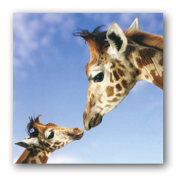 Giraffe and Calf Greetings Birthday Card from Dormouse Cards