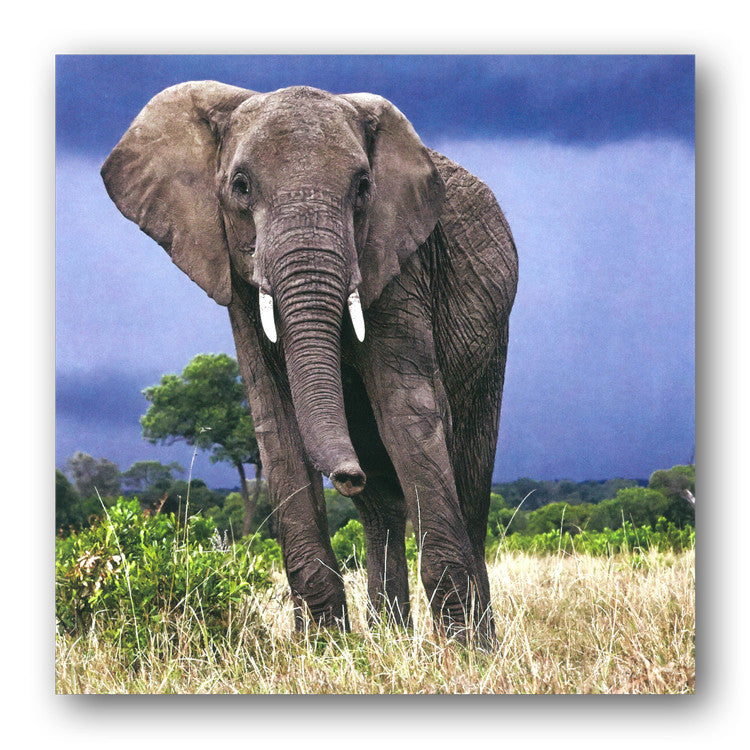 African Elephant Greetings Card from Dormouse Cards