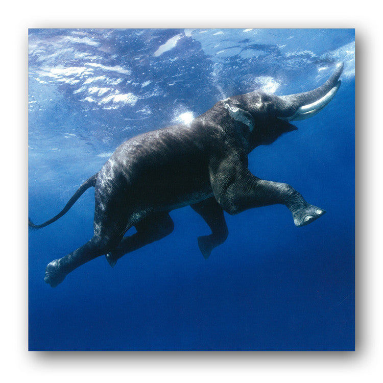 Asian Elephant under water Greetings Birthday Card from Dormouse Card
