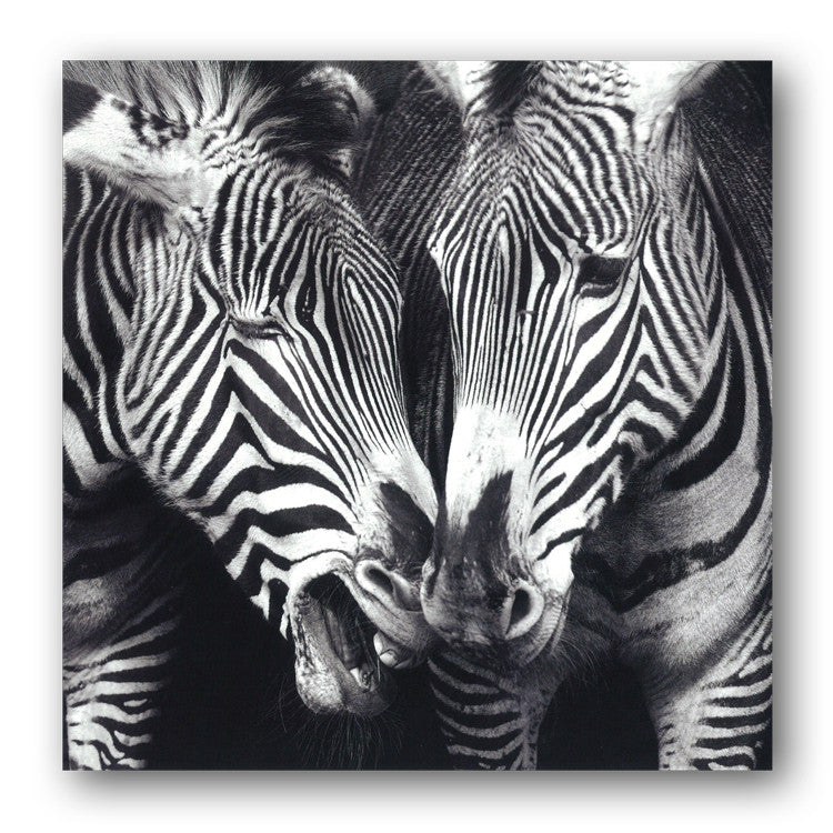 Grevy's Zebra Greetings Birthday Card from Dormouse Cards