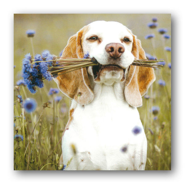 Beagle Dog in a Cornflower Meadow Greetings Birthday Card from Dormouse Cards