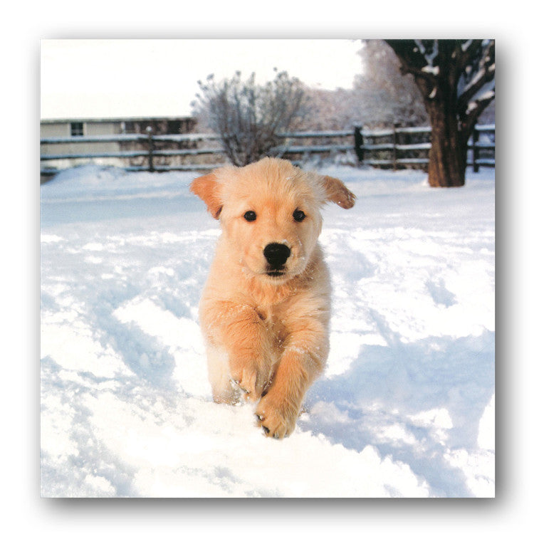 Pack of 16 Puppies in Snow Christmas Cards from Dormouse Cards