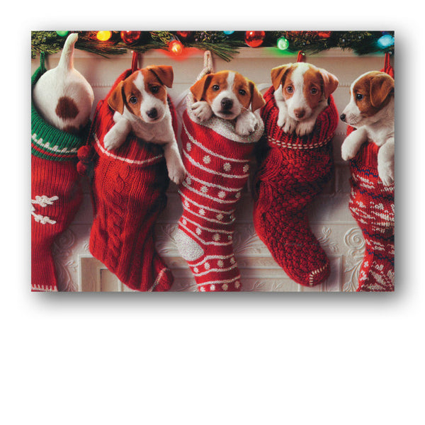 Funny Avanti Puppies in Stockings Christmas Card from Dormouse Cards