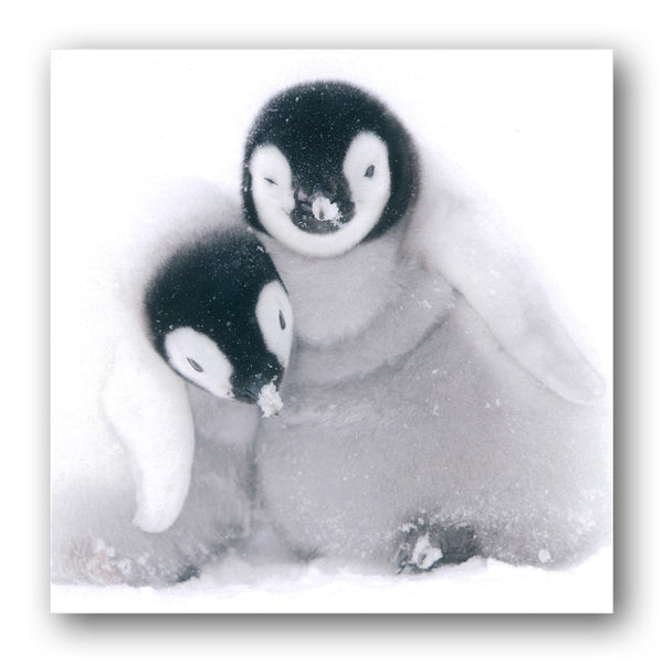 Emperor Penguin Chicks Greetings Card from Dormouse Cards