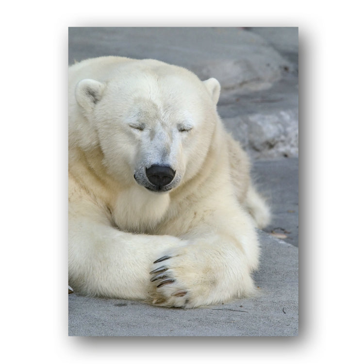 Polar Bear Postcards from Dormouse Cards