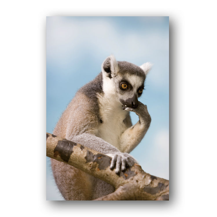 Lemur Gift Tags from Dormouse Cards