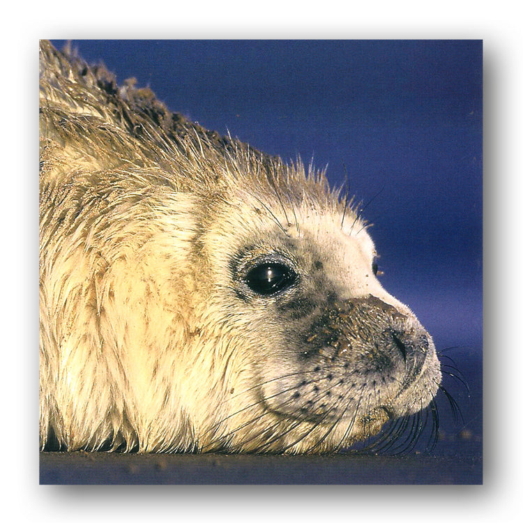 Grey Seal Pembrokeshire Wales Birthday Greetings Cards from Dormouse Cards