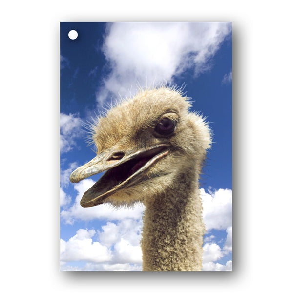 Emu Gift Tags from Dormouse Cards